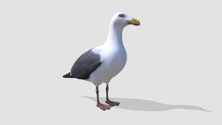 seagull 3D Model