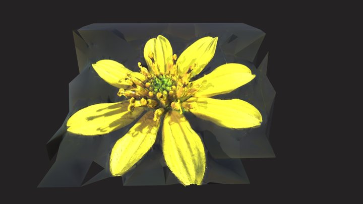Margarita amarilla 3D Model