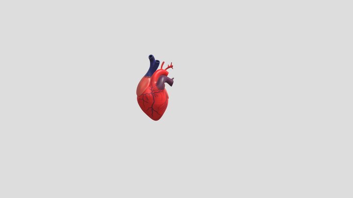 Jantung 3D Model