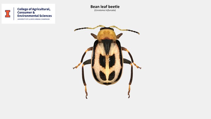 Bean leaf beetle - color variant 1 3D Model