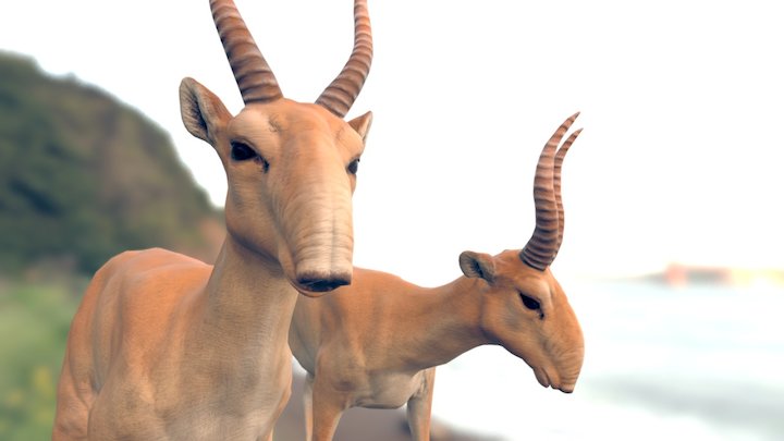 Low-poly Saiga (Realistic Textures) 3D Model
