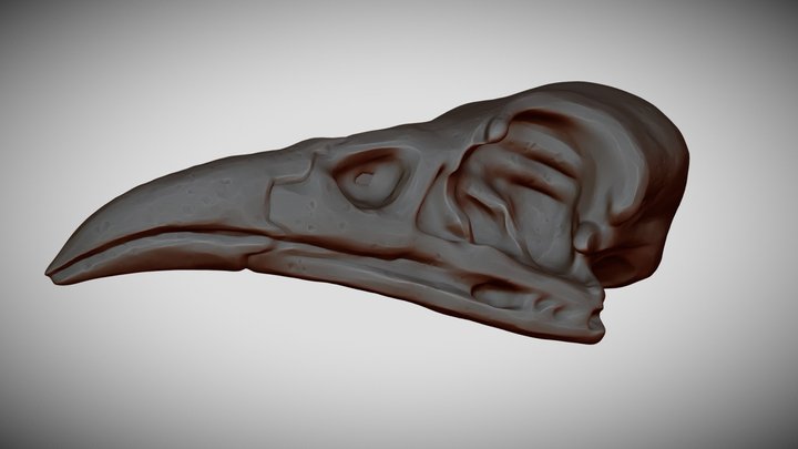 Bird skull 3D Model