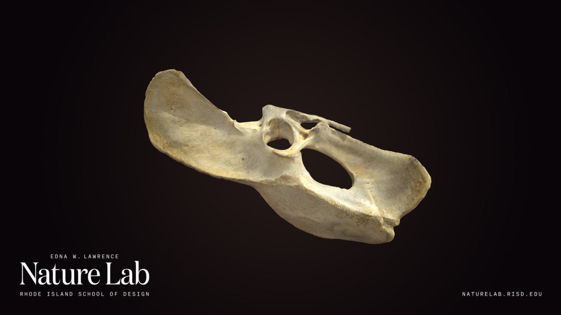 Canine pelvis