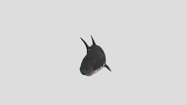 Great White Shark (Ripped for use) 3D Model