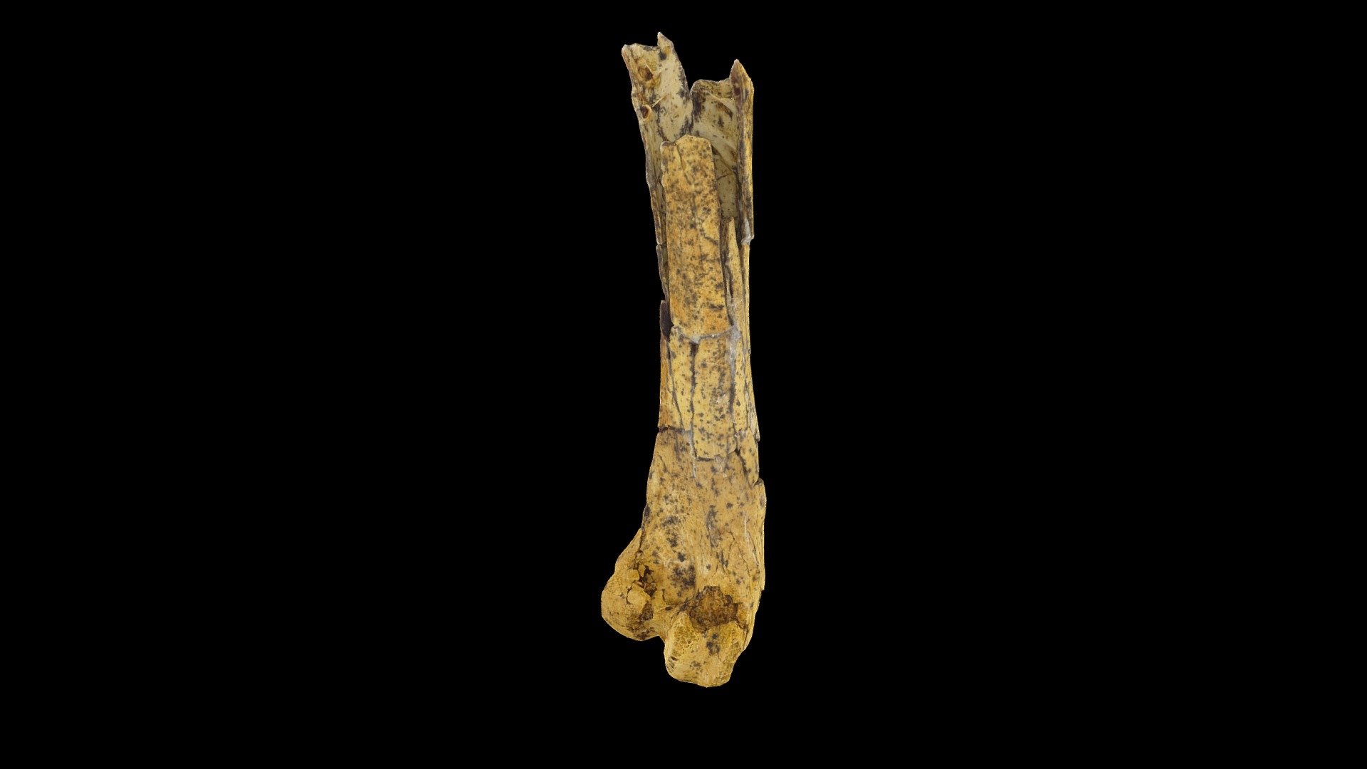 Lutetodontopteryx femur (distal part)