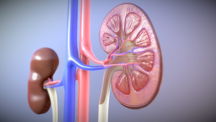Kidney Cross Section – 3D Visualization 3D Model