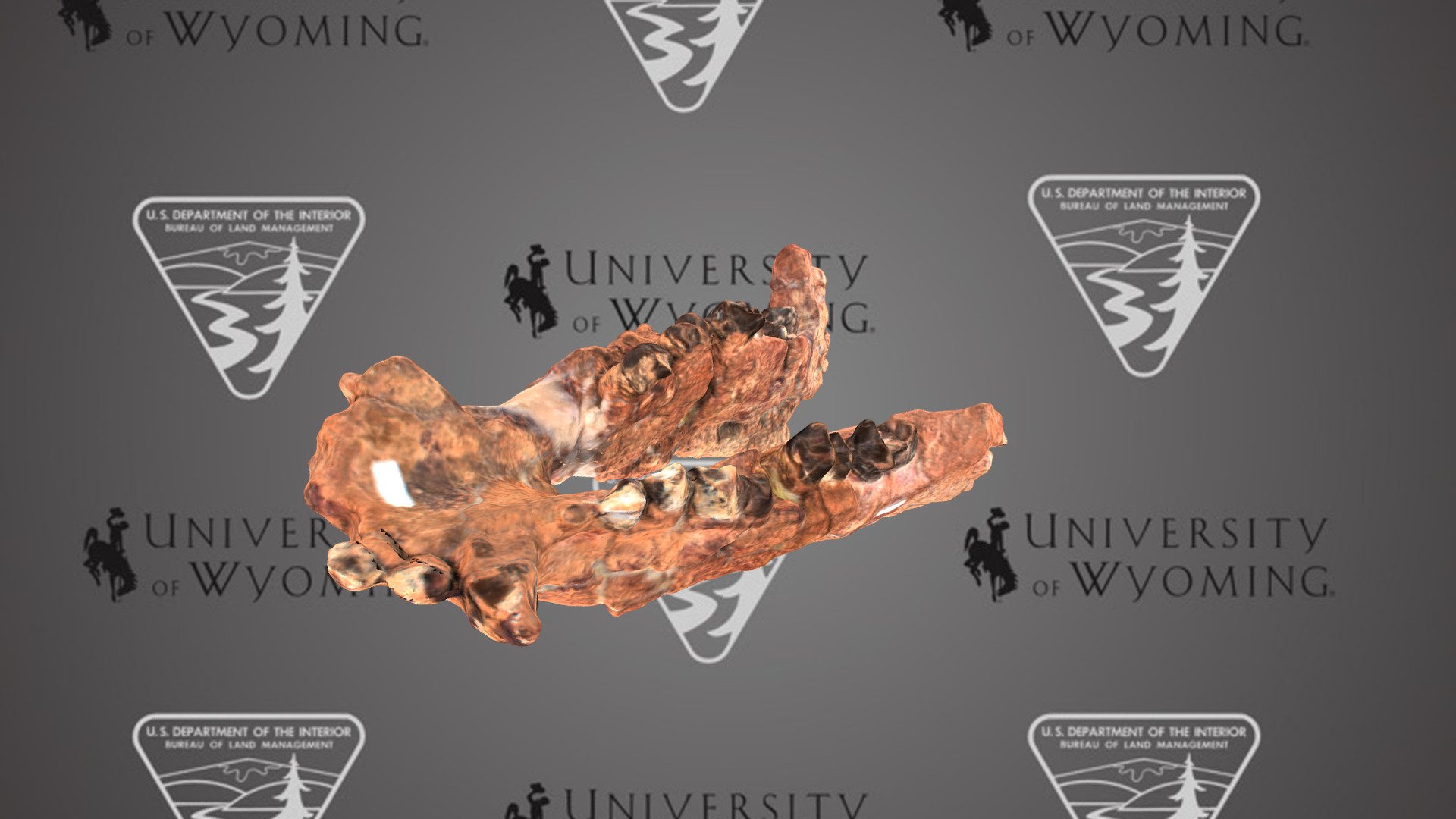 UW3355 - Coryphodon eocaenus, Lower Jaw