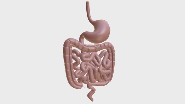 Anatomy - Human Gastrointestinal Tract 3D Model