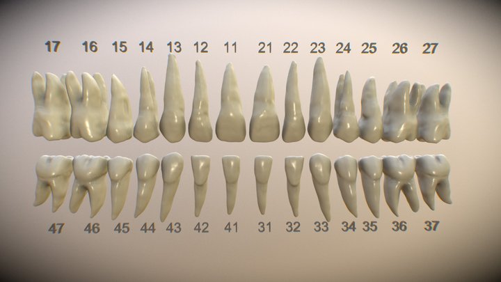 Dental2 3D Model