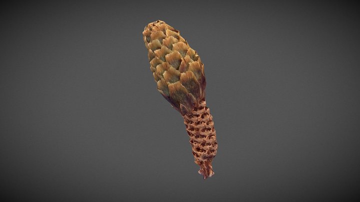 Pinecone chewed by squirrel 3D Model