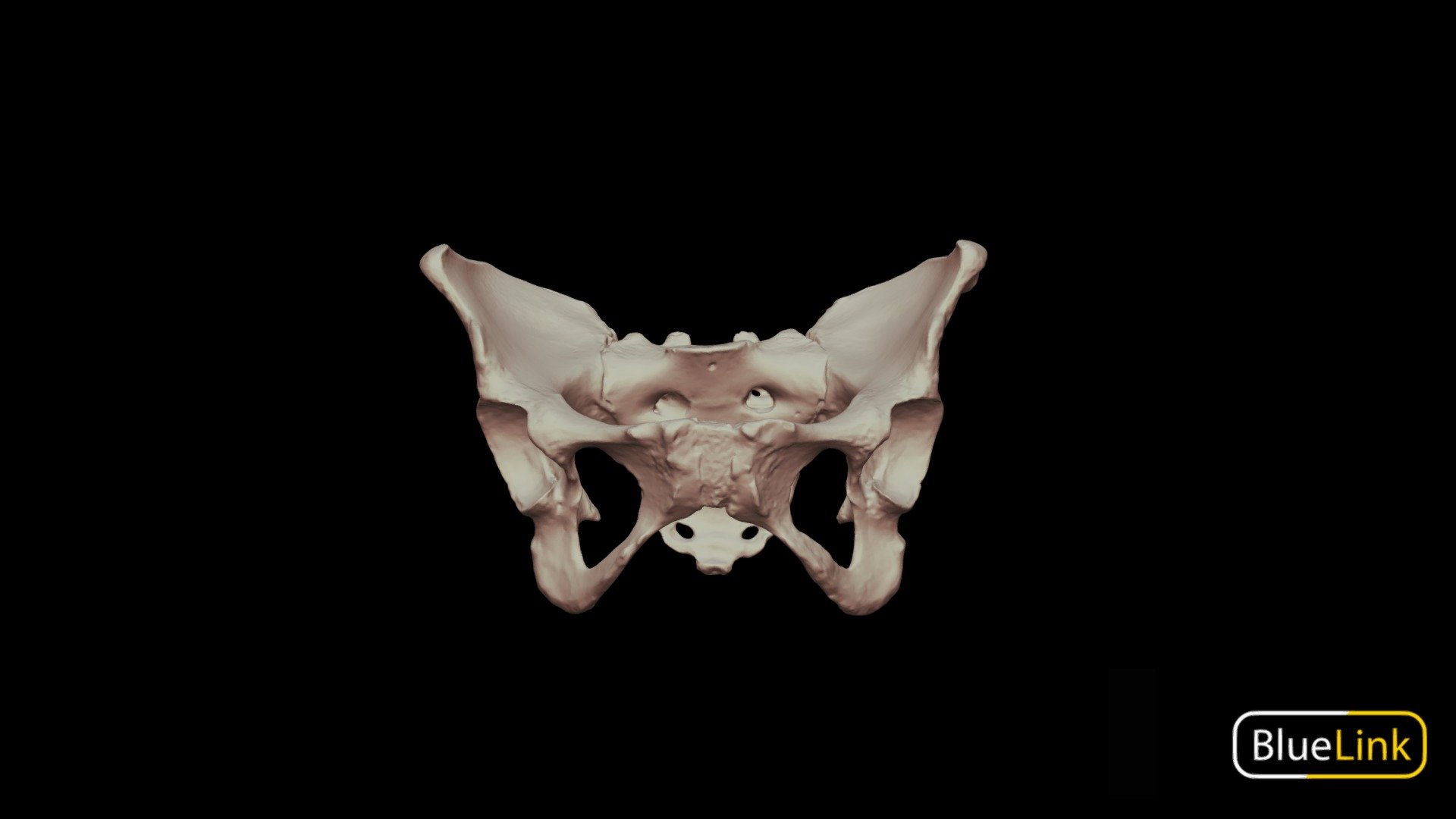 The Pelvic Girdle of Human Hip Bone Anatomy Vector Illustration 538244  Vector Art at Vecteezy