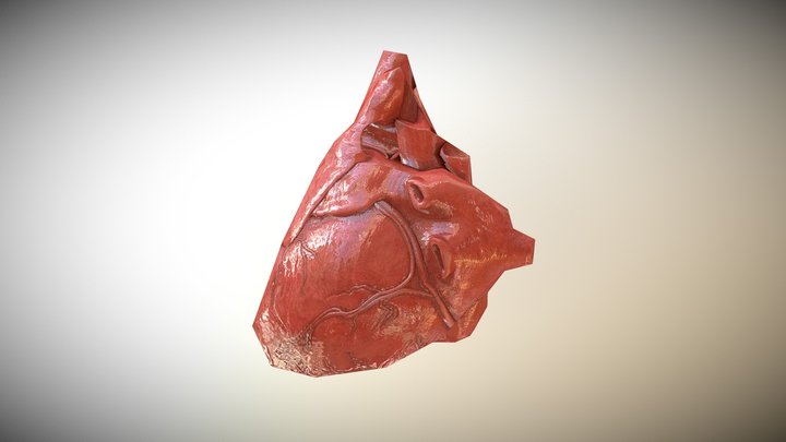 Heart Organ 3D Model