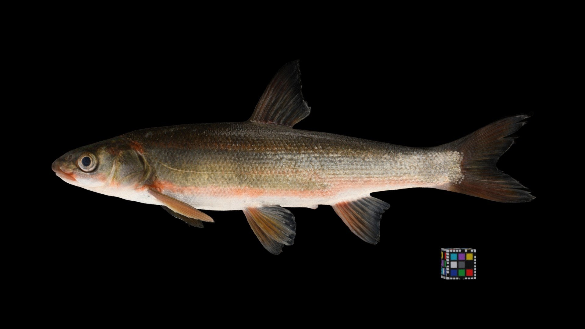 ジュウサンウグイ Redbelly Dace, Tribolodon brandtii