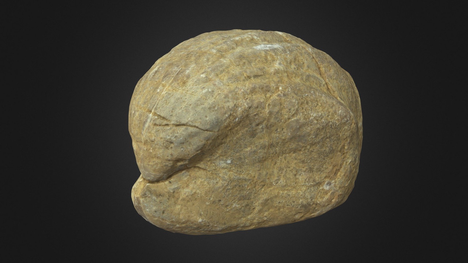 Weathered brachiopode fossil