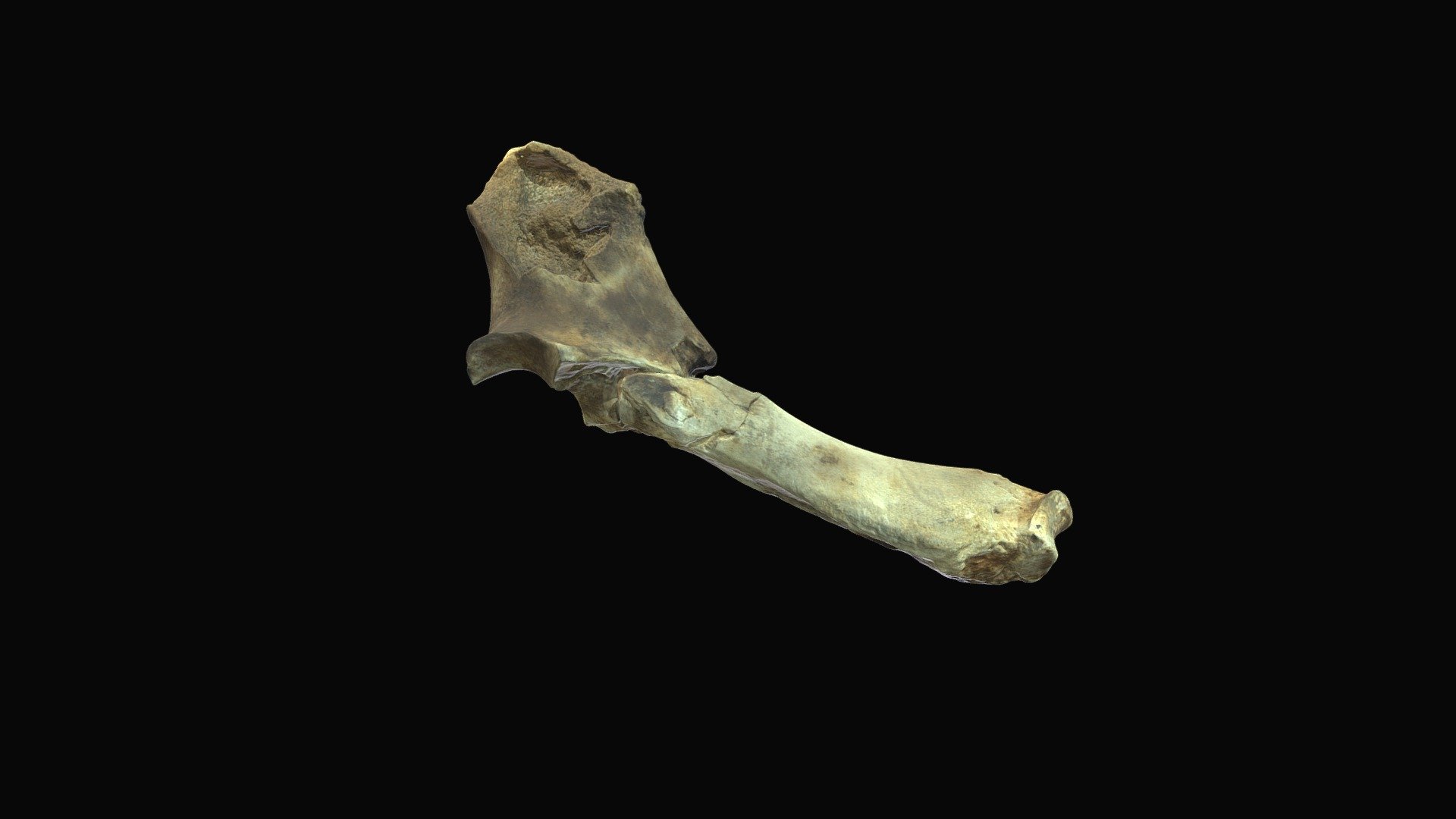 Rhino ulna. Gray Fossil Site, TN.