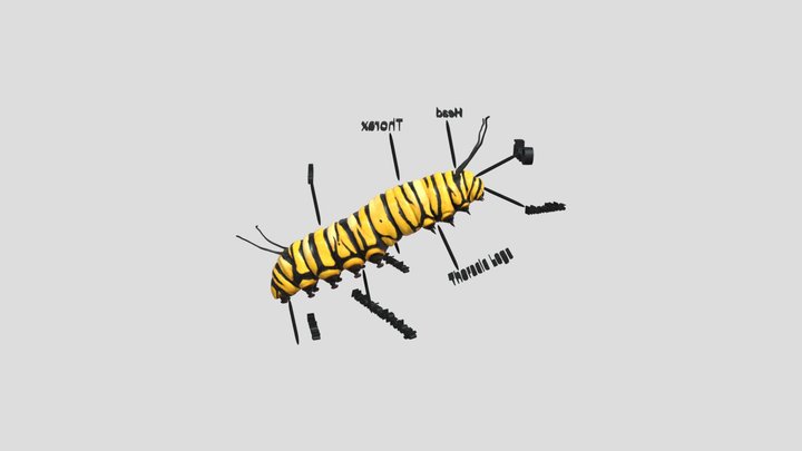 Labelled 3d Caterpillar 3D Model