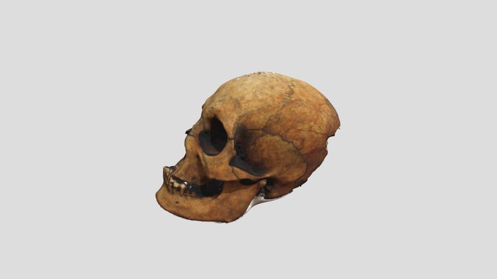 Diferencias anatómicas 3D Model
