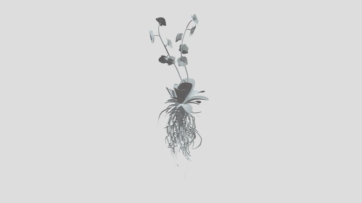Orchid Tropical Flower Med