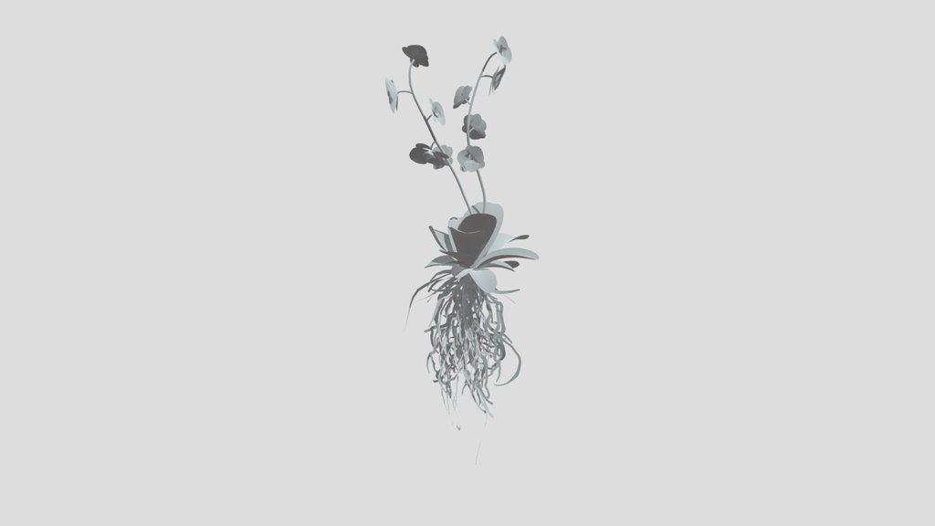 Orchid Tropical Flower Med