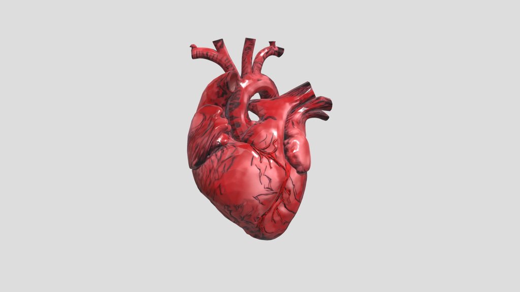 Anatomical Heart
