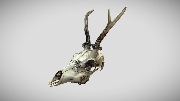 sm_DeerSkull_01_01 3D Model