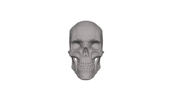 human skull 3d model free download 3D Model