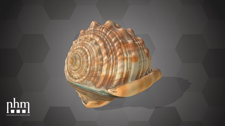 Snuff box (NHMW-ZOO-MO-0081100-ETH-048a) – Kostenloses 3D-Modell STL
