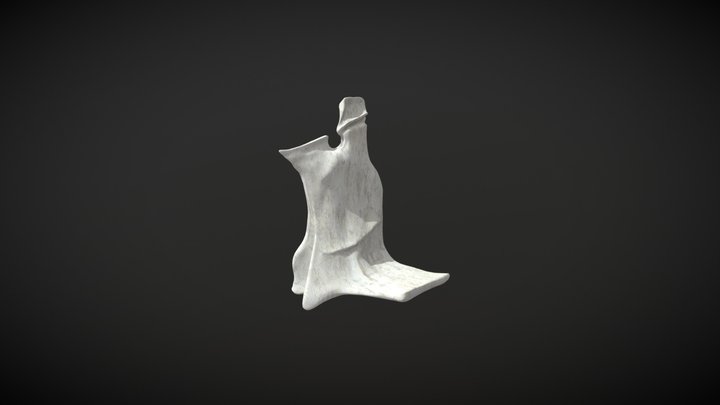 Palatine bone / Hueso Palatino – Free 3D Model STL