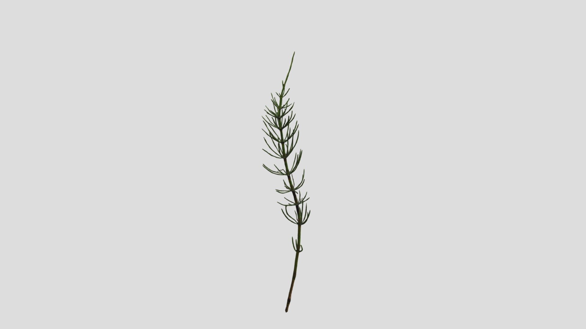 Small calamite - Download Free 3D model by yehyeh110316 [534bb2f ...