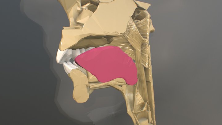Oral Cavity 3D Model