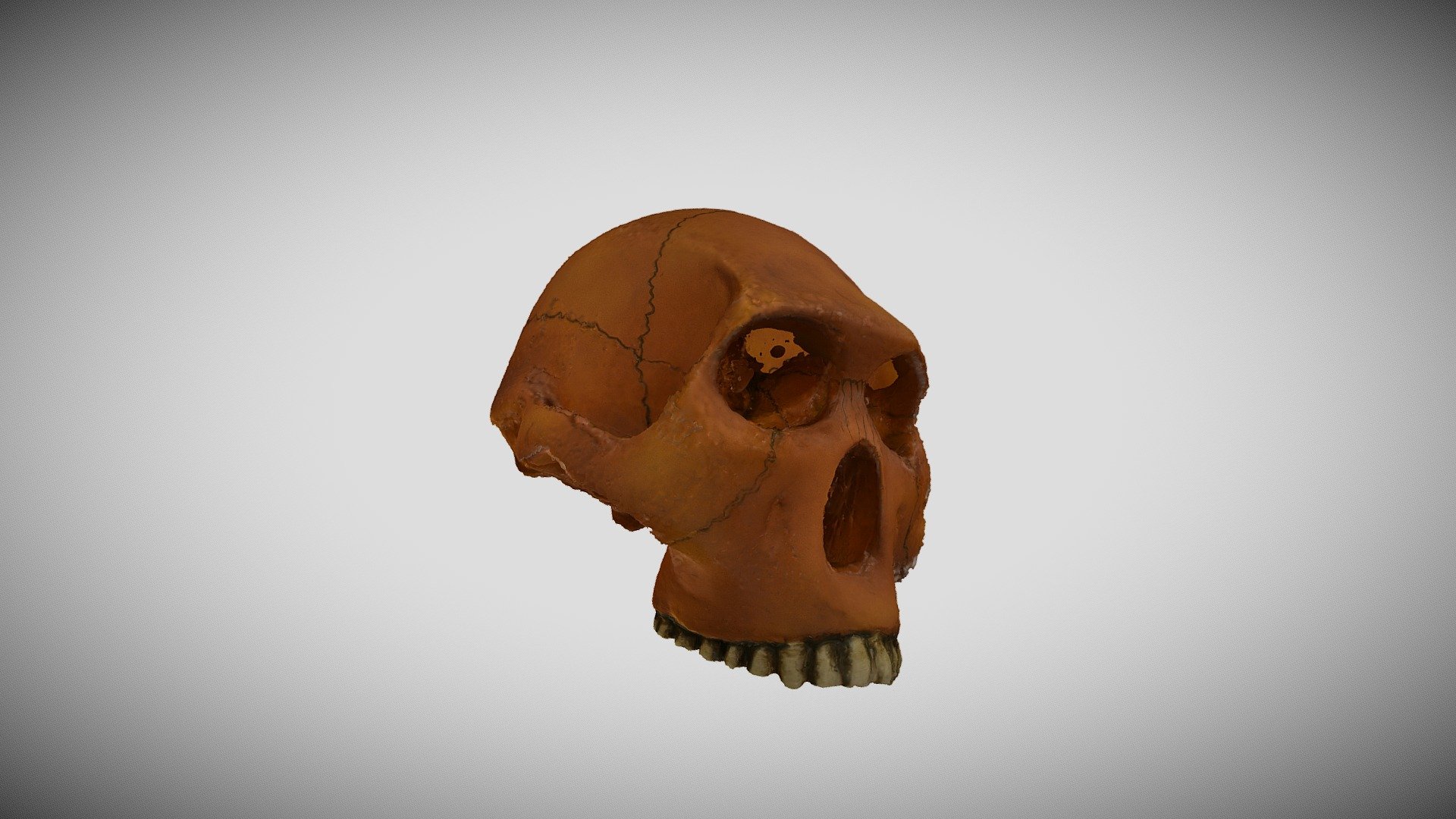 Skull F