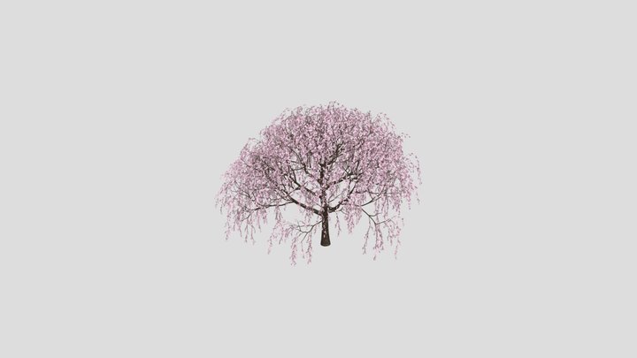 Sakura Tree 3D Model