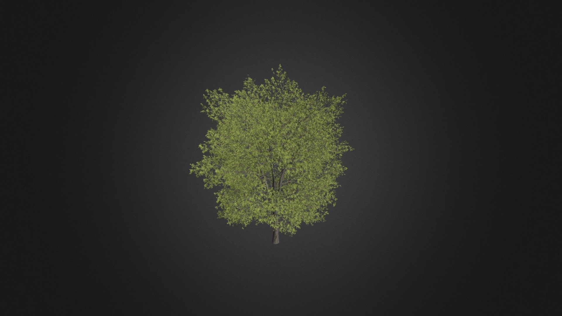 Poplar 4(Populus) - Buy Royalty Free 3D model by cgaxis [5353ea5 ...