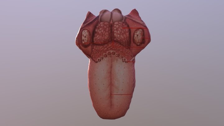 Struktur Lidah 3D Model