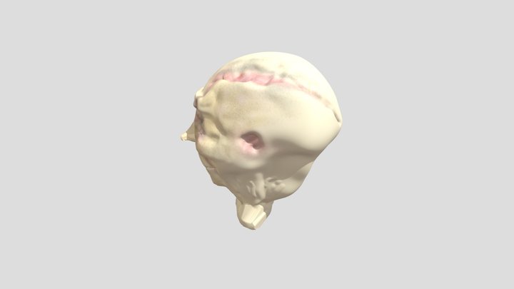 My model 3D Model