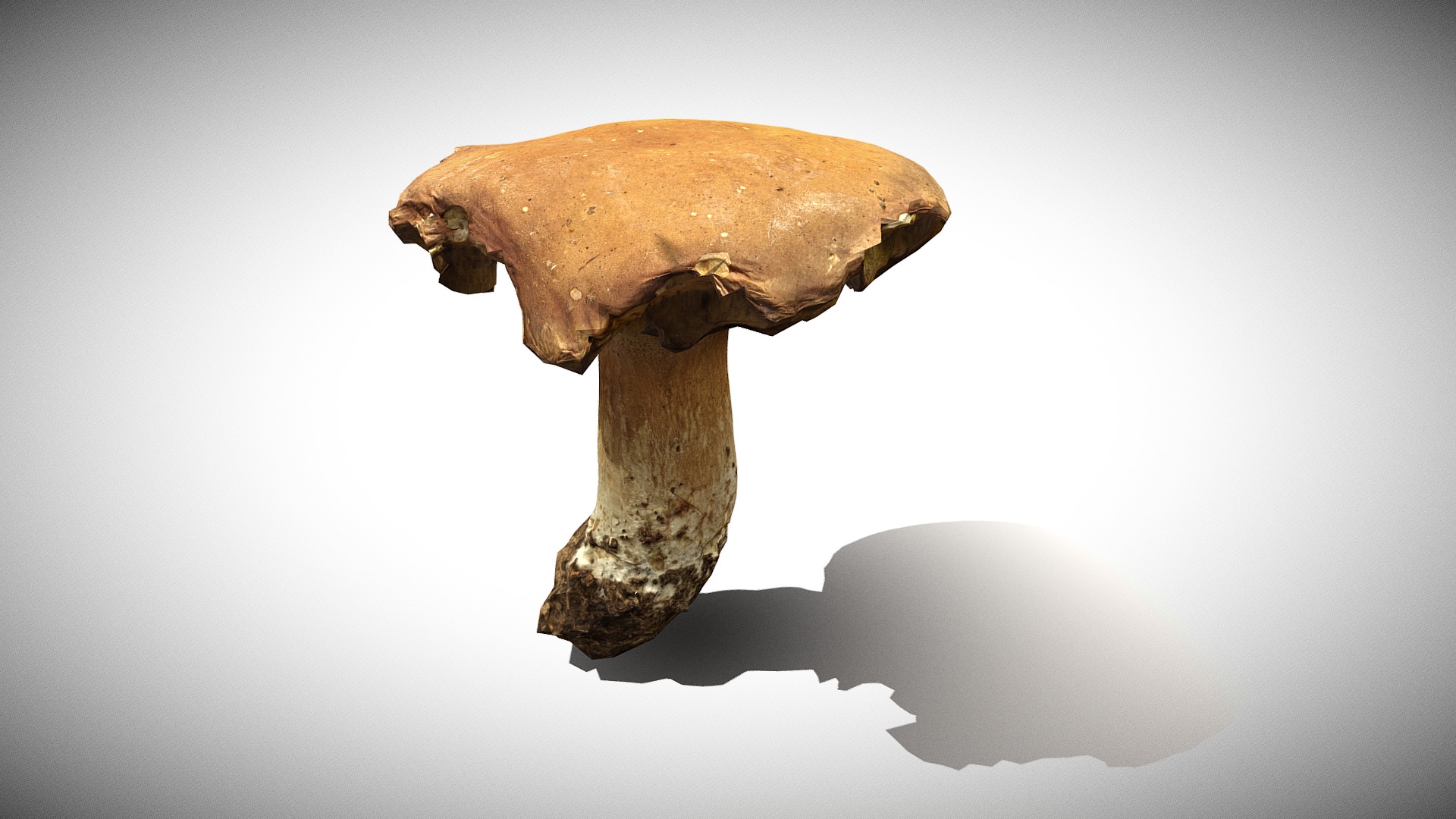 3D model Photorealistic mushroom Porcini / Boletus edulis - This is a 3D model of the Photorealistic mushroom Porcini / Boletus edulis. The 3D model is about a mushroom with a white background.