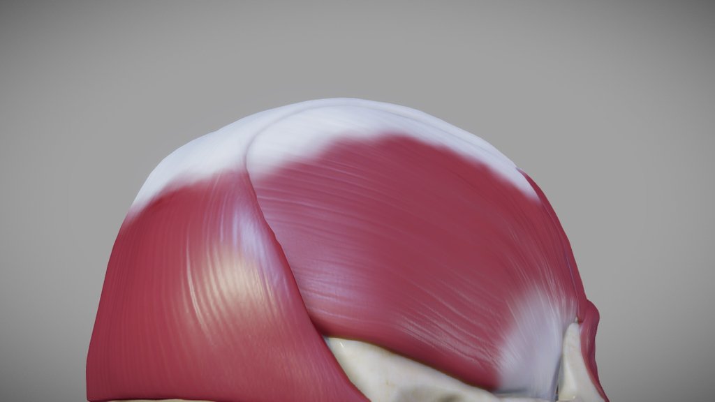 facial muscles - A 3D model collection by SoPRObRO - Sketchfab