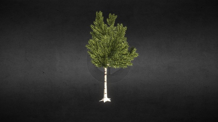 silver birch - 3D model by Jamlu69 [74450e8] - Sketchfab