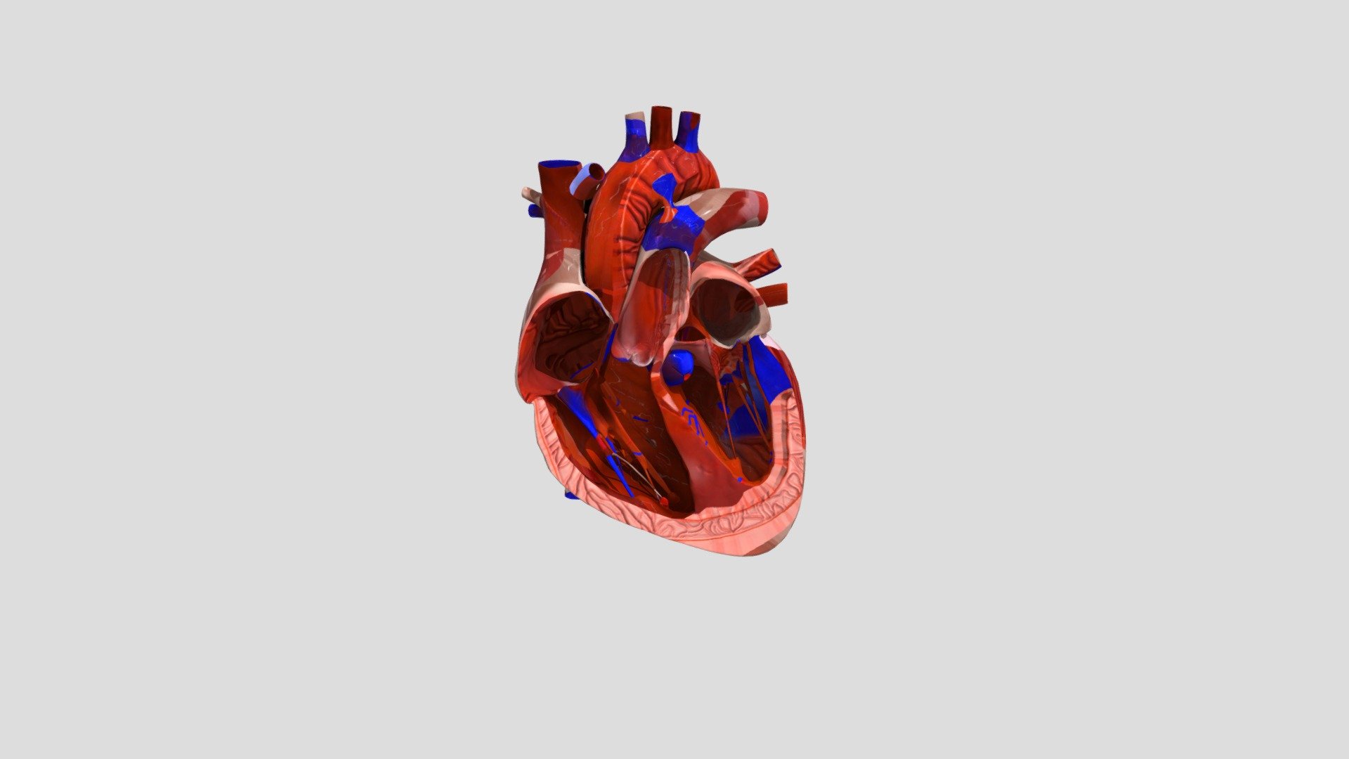 Mô hình trái tim - Download Free 3D model by bombom271 [53699d2 ...