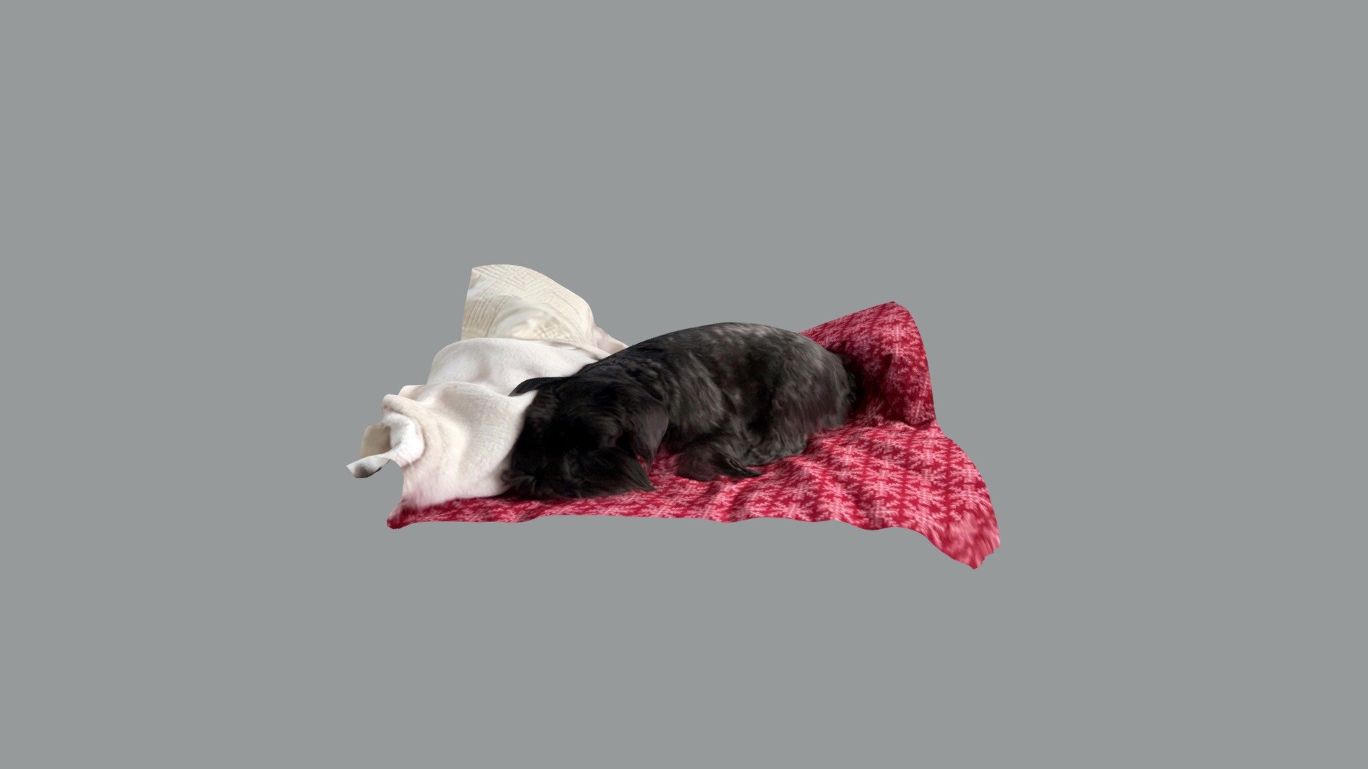 Disco Sleeps Often