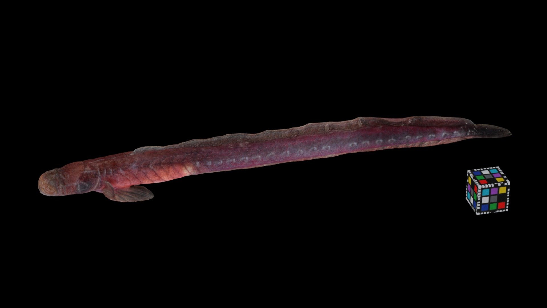 チワラスボ Bloody Eel Goby, Taenioides Cirratus - Download Free 3D Model By ...