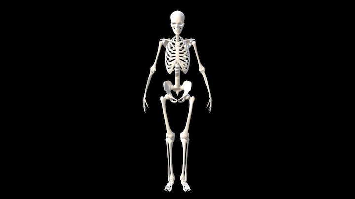 Ryan Kingslien Anatomy Model 3D Model