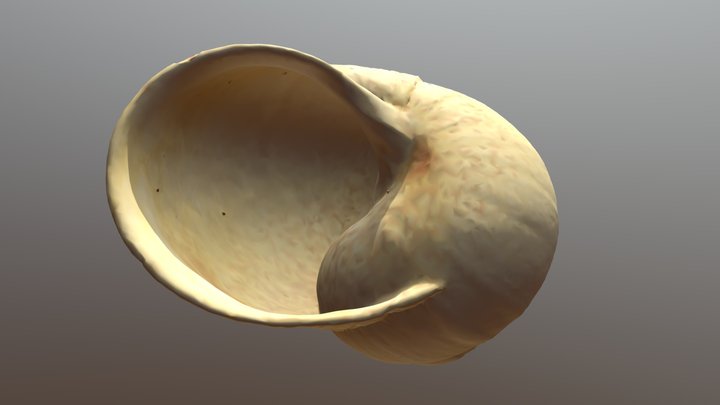 Snail for Oculus Quest 3D Model