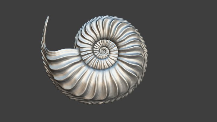 Pleuroceras solare (Phillips 1829) 3D Model