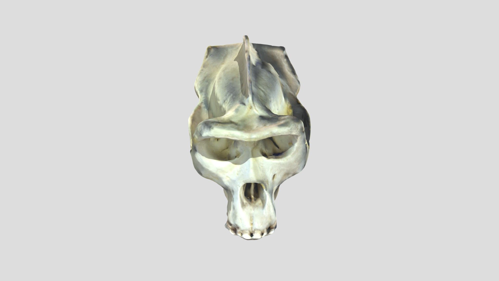 primate2