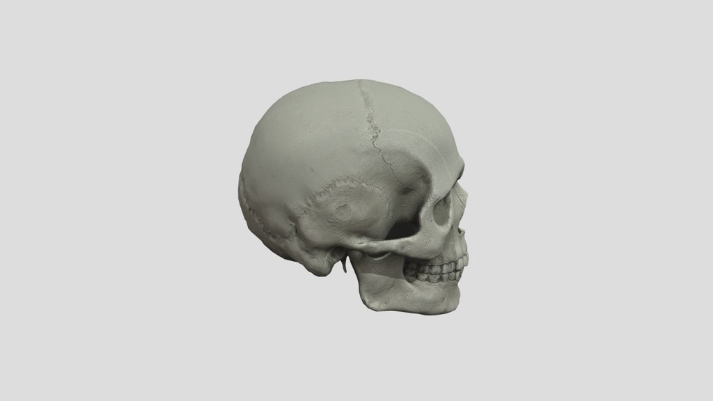 Realistic Human Skull Low Poly Game Ready