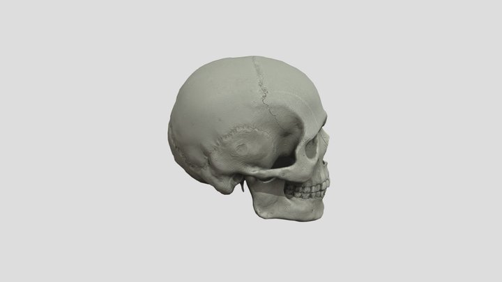 Realistic Human Skull Low Poly Game Ready