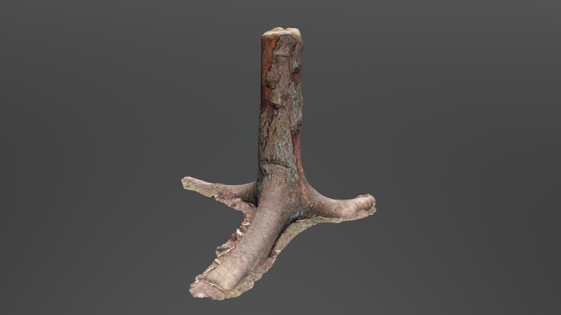 3D Scan Nature Asset 0004