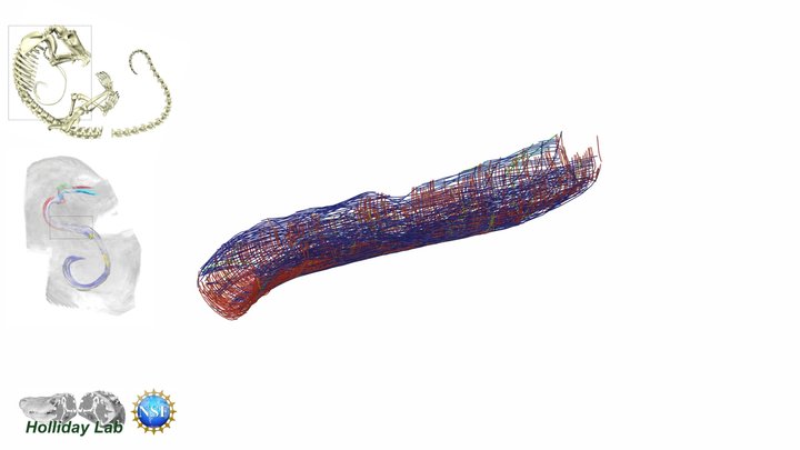 Outer longitudinal muscle of a pangolin tongue – Modello 3D gratuito STL