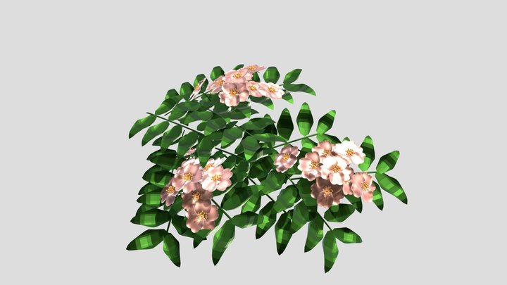 野薔薇 3D Model